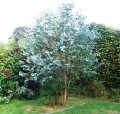 EucalyptusGunnii02.jpg