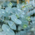 EucalyptusGunnii03.jpg