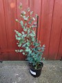 EucalyptusGunnii04.jpg