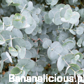 EucalyptusGunnii06.jpg