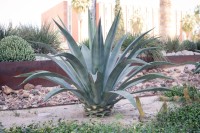 Agave Weberi