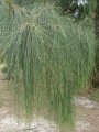 CasuarinaGlauca02.jpg