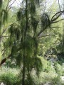 CasuarinaGlauca05.jpg