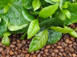 Coffea Arabica 'Borbón'