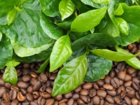 Coffea Arabica 'Borbón'
