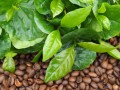 CoffeaArabica09.jpg