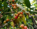 CoffeaArabica08.jpg