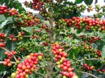 Coffea Arabica 'Catuai'