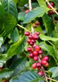 CoffeaArabica05.jpg