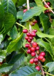 Coffea Arabica 'Costa Rica 95'