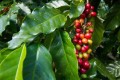 CoffeaArabica07.jpg