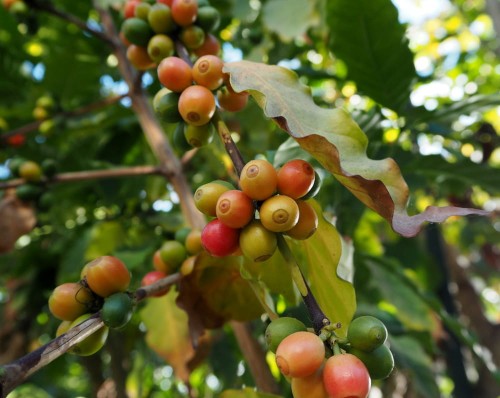 CoffeaArabica08.jpg