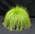 IsolepsisCernua05.jpg