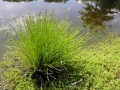 IsolepsisCernua02.jpg