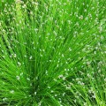 IsolepsisCernua04.jpg
