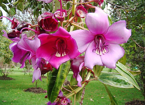 MerianiaMaxima01.jpg