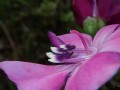 MerianiaMaxima12.jpg
