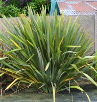 Phormium Tenax 