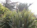 PhormiumTenax07.jpg