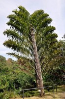 Wallichia Disticha
