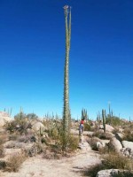 Fouquieria Columnaris