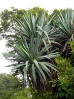 Furcraea Quicheensis