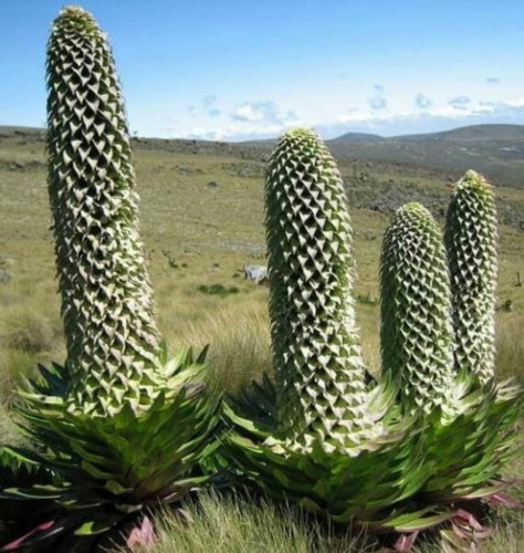 LobeliaTelekiiMtElgon03.jpg