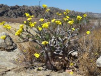 Pachypodium Rosulatum Subsp.Cactipes 