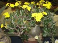 PachypodiumRosulatum06.jpg