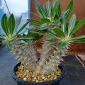 PachypodiumRosulatum02.jpg