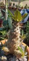 PachypodiumRosulatum0.jpg