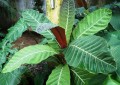 PentagoniaMacrophylla06.jpg