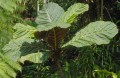 PentagoniaMacrophylla07.jpg