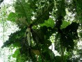 PentagoniaMacrophylla03.jpg