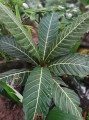 PentagoniaMacrophylla01.jpg