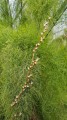 ThamnochortusCinereus01.jpg
