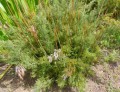 ThamnochortusCinereus03.jpg