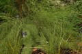 ThamnochortusCinereus04.jpg