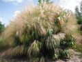 ThysanolaenaLatifolia11.jpg