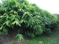 ThysanolaenaLatifolia10.jpg