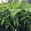 ThysanolaenaLatifolia09.jpg