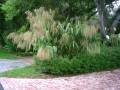 ThysanolaenaLatifolia07.jpg