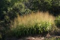ThysanolaenaLatifolia05.jpg