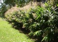 ThysanolaenaLatifolia04.jpg