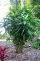 ThysanolaenaLatifolia02.jpg