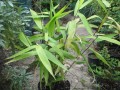ThysanolaenaLatifolia01.jpg