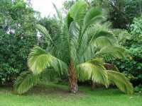 Beccariophoenix Alfredii