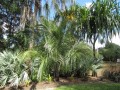 BeccariophoenixAlfredii01.jpg