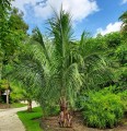 BeccariophoenixAlfredii05.jpg
