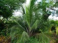 BeccariophoenixAlfredii06.jpg
